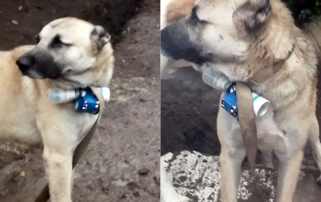 Ümumdünya  Heyvanların  Mühafizəsi Xidməti  separatçıların terror aktını pislədi